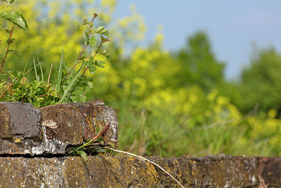 BUITEN BEELD Foto: 336147