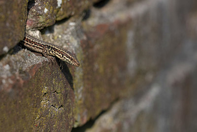 BUITEN BEELD Foto: 336158