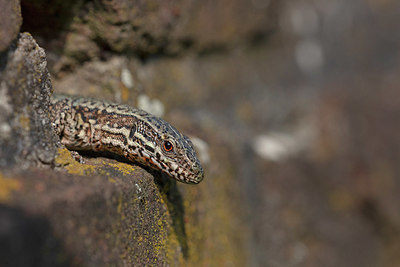 BUITEN BEELD Foto: 336159