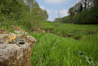 BUITEN BEELD Foto: 336176