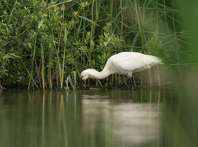 BUITEN BEELD Foto: 336235