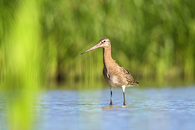 BUITEN BEELD Foto: 336242