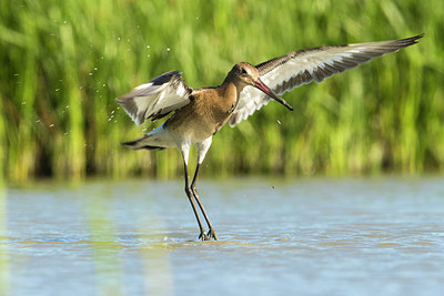 BUITEN BEELD Foto: 336244