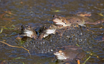BUITEN BEELD Foto: 336263