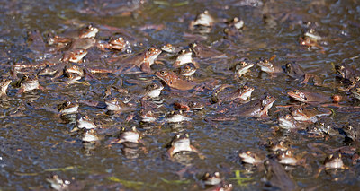 BUITEN BEELD Foto: 336264