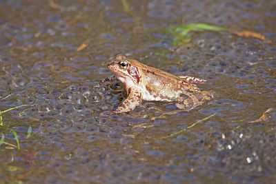 BUITEN BEELD Foto: 336265