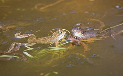 BUITEN BEELD Foto: 336266