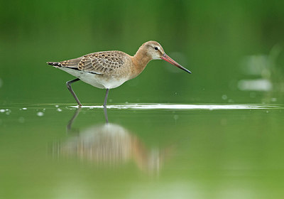 BUITEN BEELD Foto: 336286