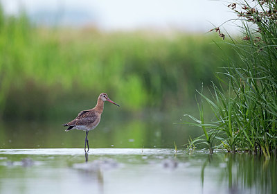 BUITEN BEELD Foto: 336291
