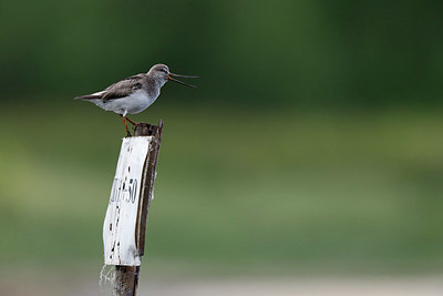 BUITEN BEELD Foto: 336330