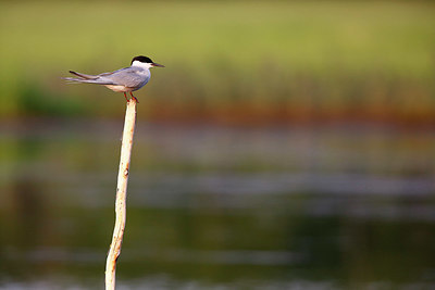 BUITEN BEELD Foto: 336332