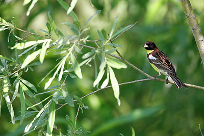BUITEN BEELD Foto: 336335