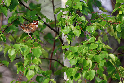 BUITEN BEELD Foto: 336337
