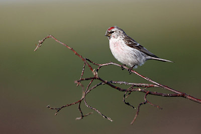BUITEN BEELD Foto: 336338