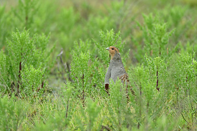 BUITEN BEELD Foto: 336370