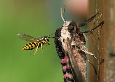BUITEN BEELD Foto: 336372