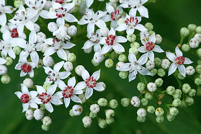 BUITEN BEELD Foto: 336386