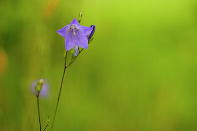 BUITEN BEELD Foto: 336424