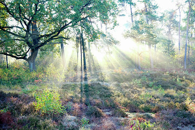 BUITEN BEELD Foto: 336432