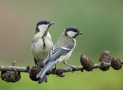 BUITEN BEELD Foto: 336494