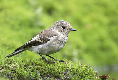 BUITEN BEELD Foto: 336500