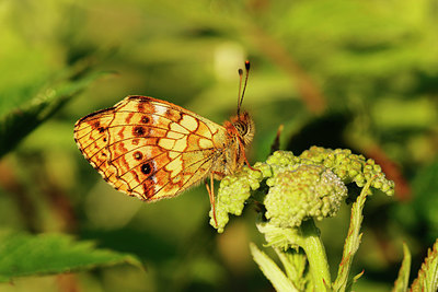 BUITEN BEELD Foto: 336534