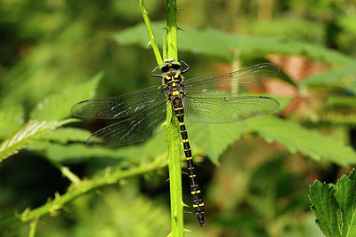 BUITEN BEELD Foto: 336538