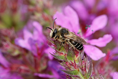 BUITEN BEELD Foto: 336553