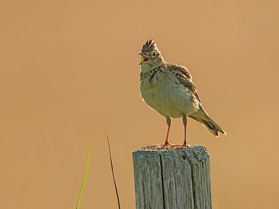 BUITEN BEELD Foto: 336557