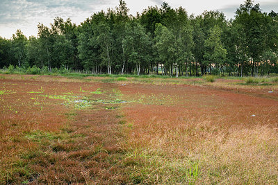BUITEN BEELD Foto: 336565