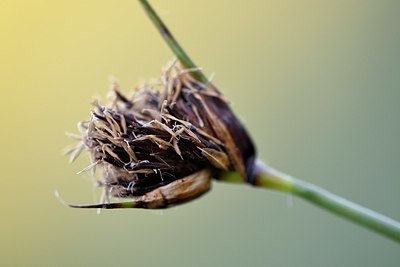 BUITEN BEELD Foto: 336588