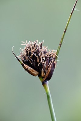 BUITEN BEELD Foto: 336589