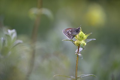 BUITEN BEELD Foto: 336595