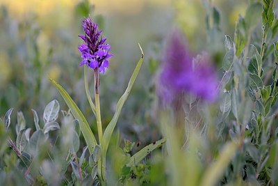 BUITEN BEELD Foto: 336605