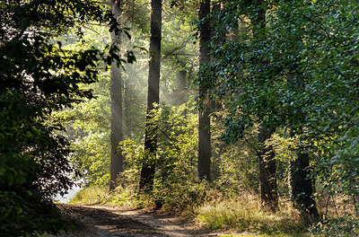 BUITEN BEELD Foto: 336635