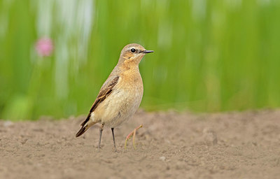 BUITEN BEELD Foto: 336642