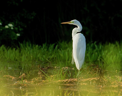 BUITEN BEELD Foto: 336643