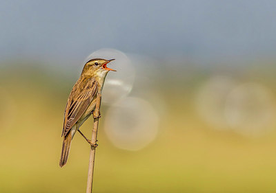 BUITEN BEELD Foto: 336650