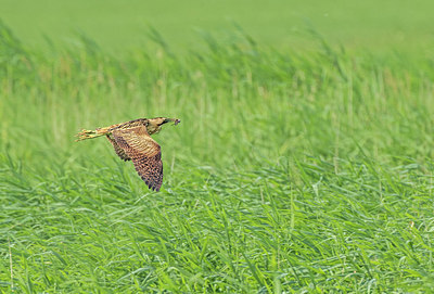 BUITEN BEELD Foto: 336657