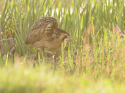 BUITEN BEELD Foto: 336664