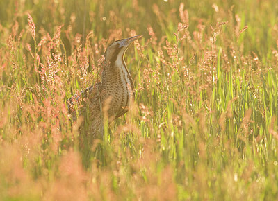 BUITEN BEELD Foto: 336665