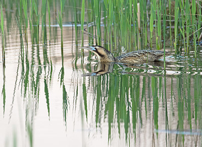 BUITEN BEELD Foto: 336666