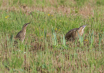 BUITEN BEELD Foto: 336667