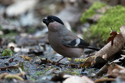 BUITEN BEELD Foto: 336673