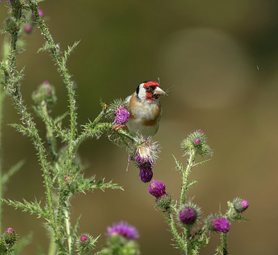 BUITEN BEELD Foto: 336728