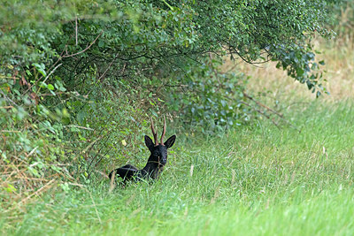 BUITEN BEELD Foto: 336791