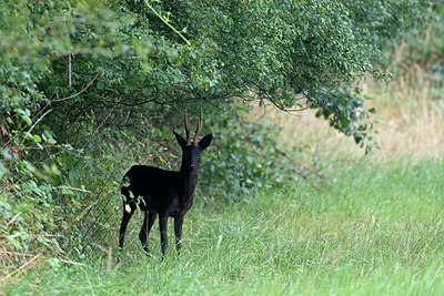 BUITEN BEELD Foto: 336793