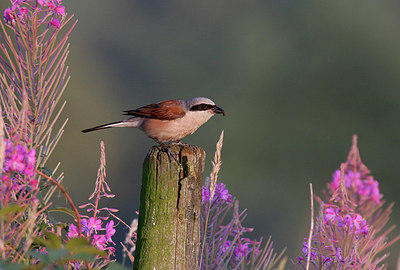BUITEN BEELD Foto: 336798