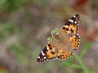 BUITEN BEELD Foto: 336809