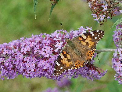 BUITEN BEELD Foto: 336816